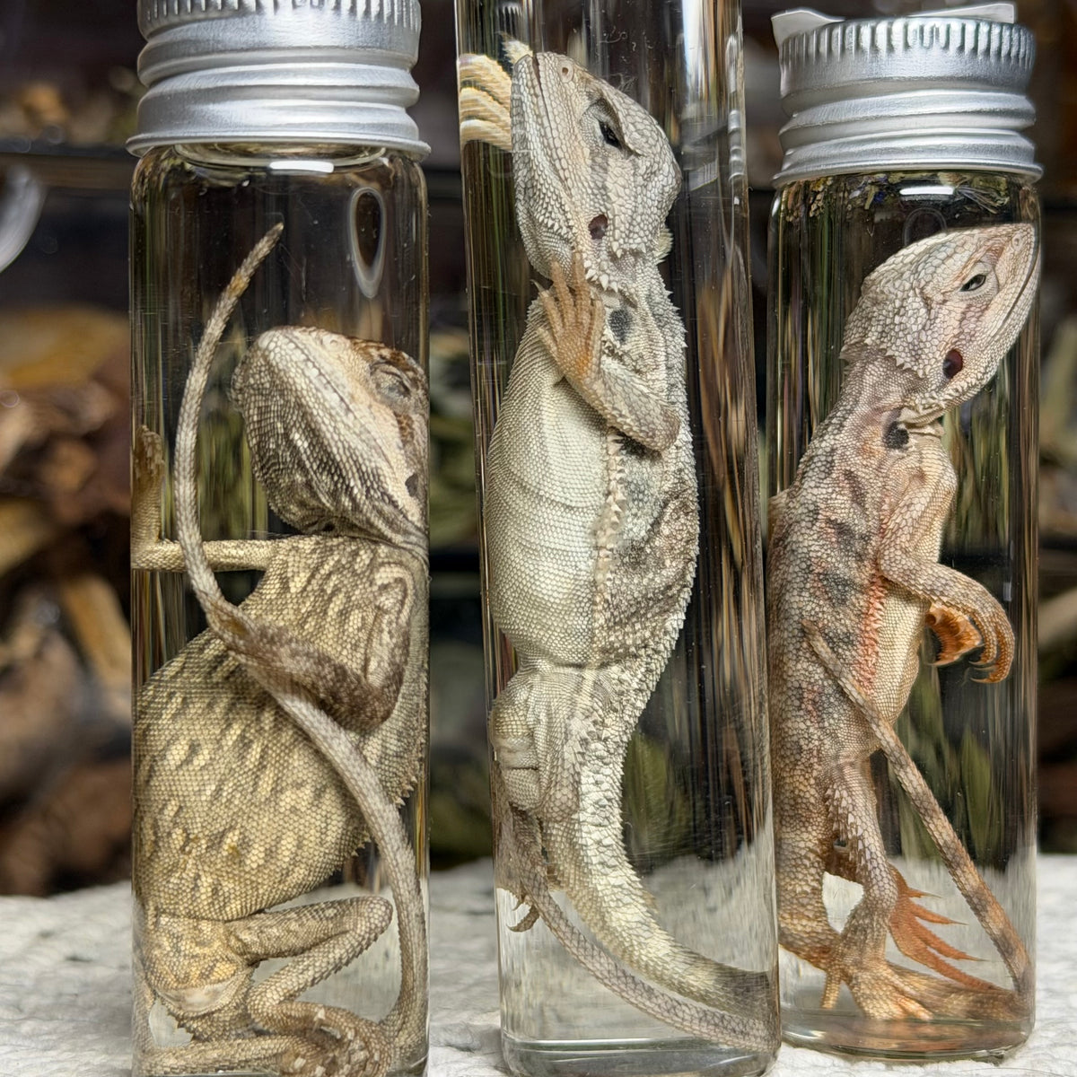 baby bearded dragon wet specimens