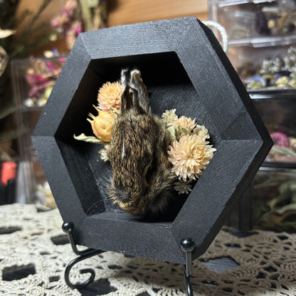 baby cottontail rabbit head wood hex plaque