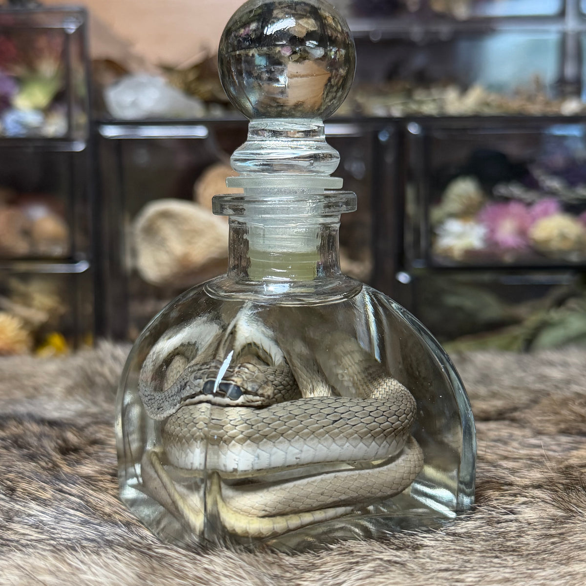yellow-faced whip snake wet specimen