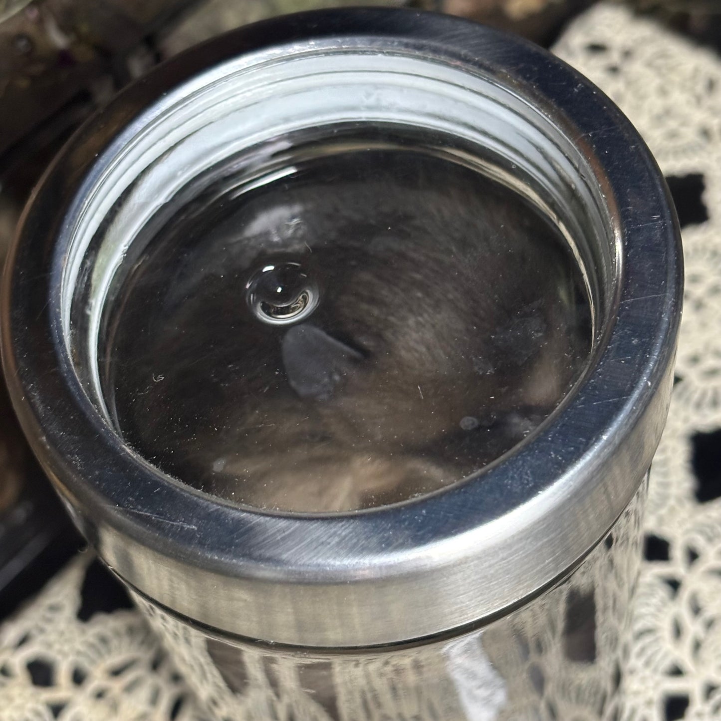 fuzzy baby raccoon wet specimen