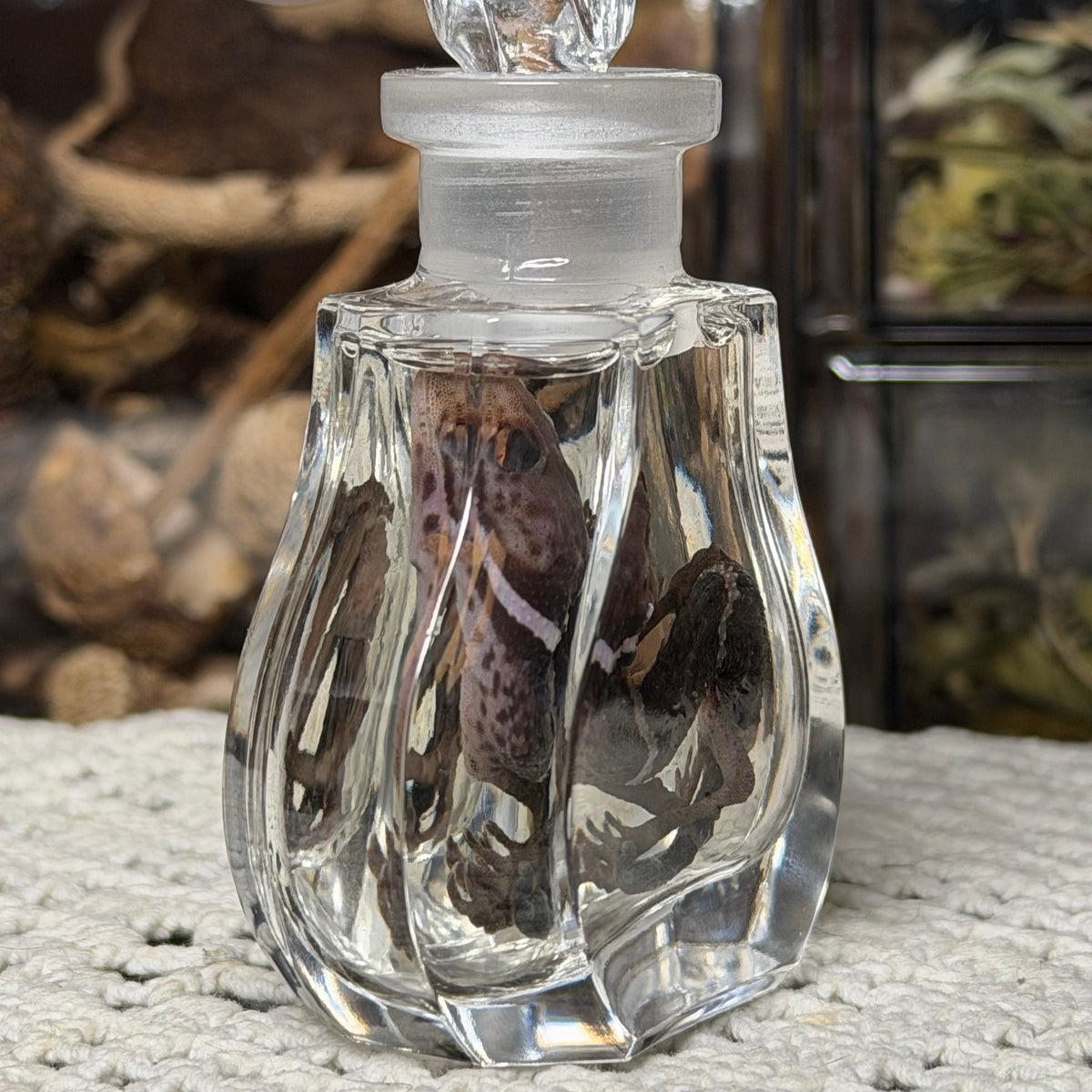 cave gecko wet specimen