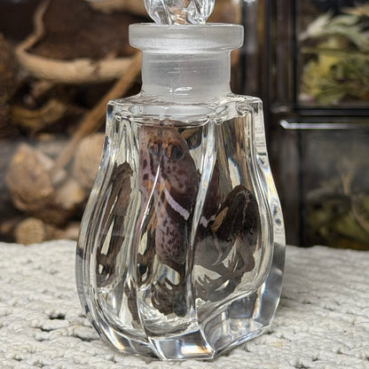 cave gecko wet specimen