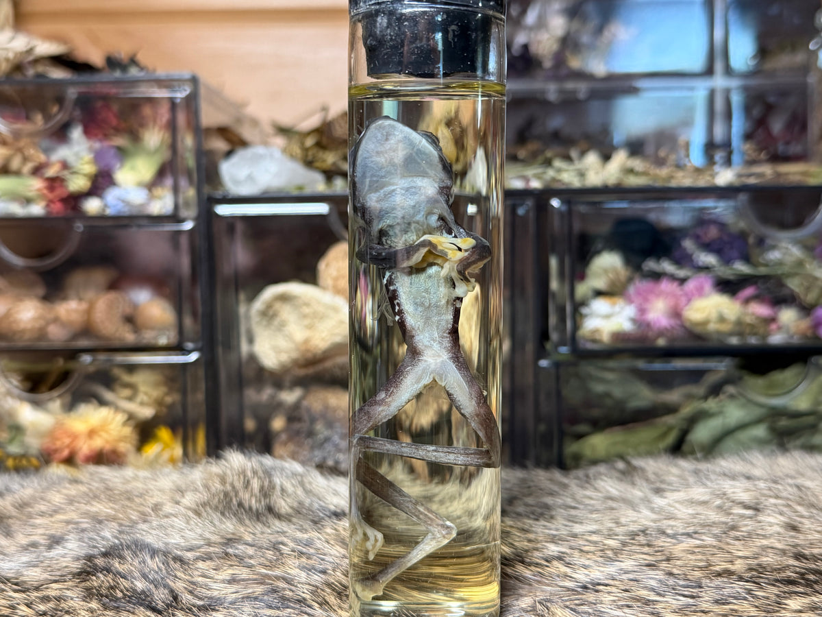 miscellaneous frog wet specimens