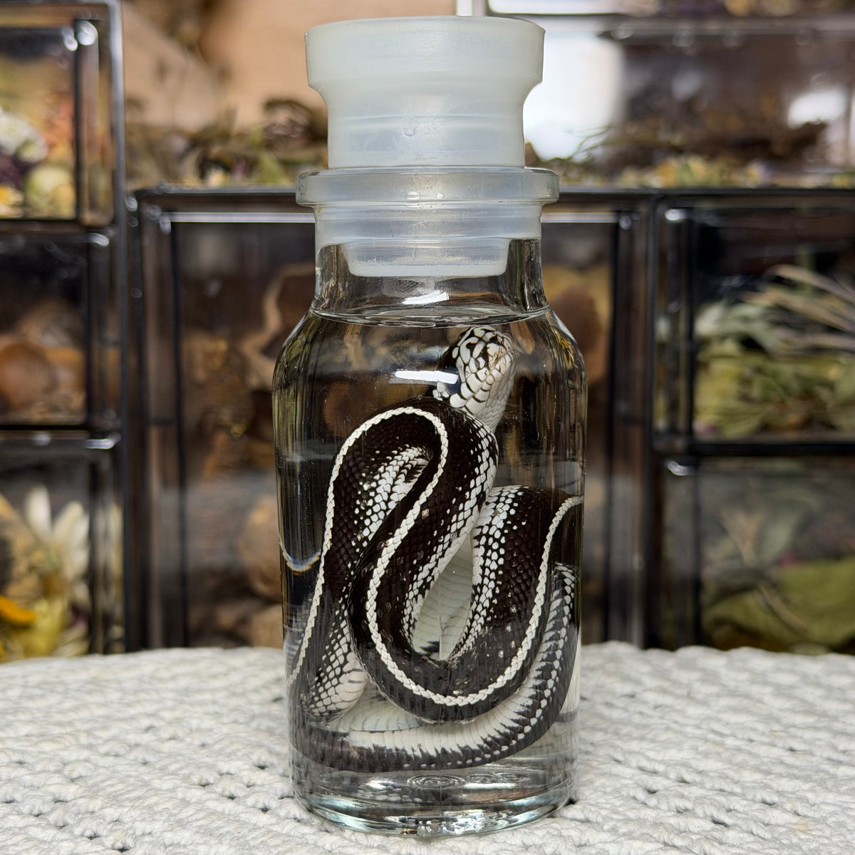baby king snake wet specimen