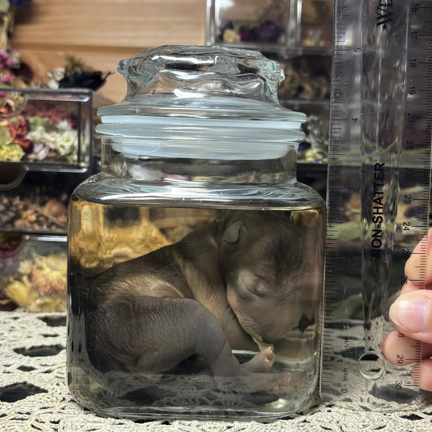 full term coyote puppy wet specimen