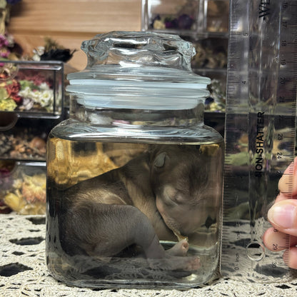 full term coyote puppy wet specimen