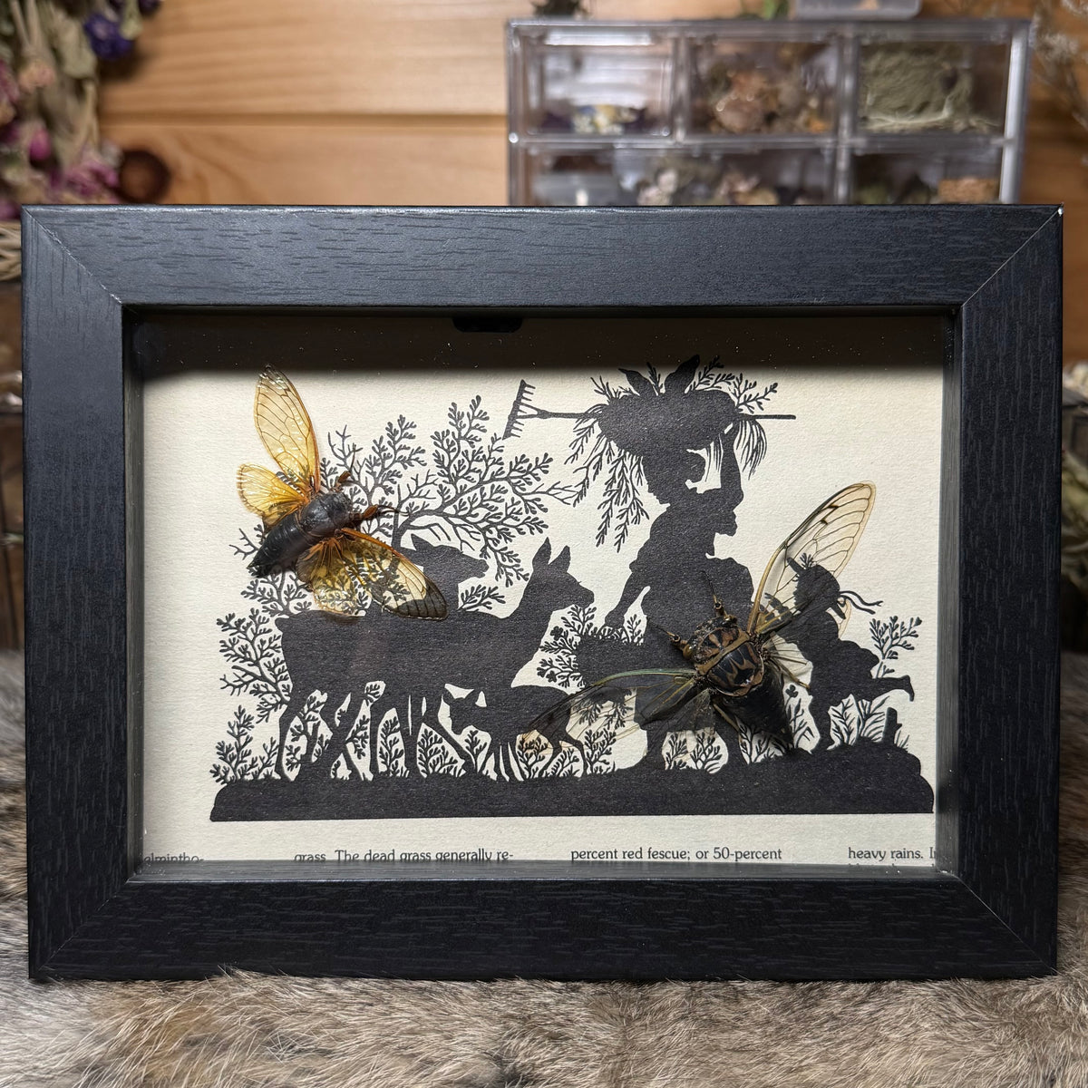 5x7 1930s gardener’s catalogue insect frames