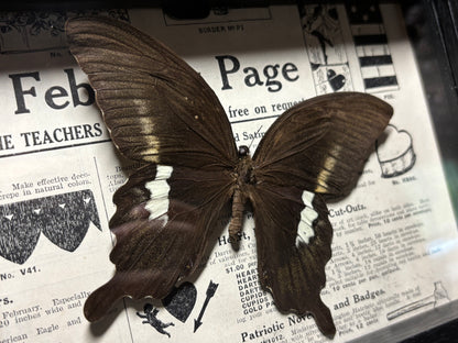 black swallowtail butterfly frame