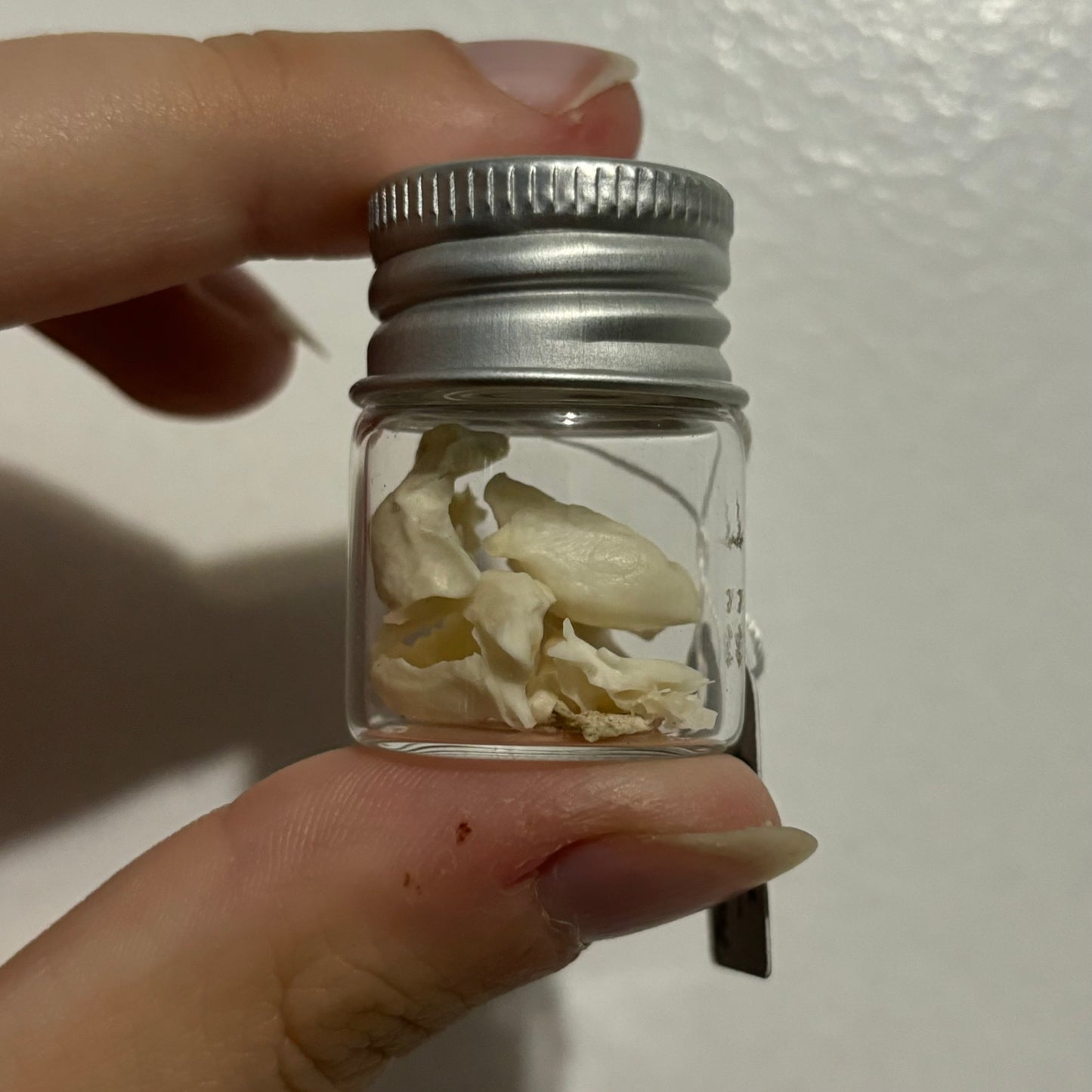 Jar of Temporal (Ear) Bones