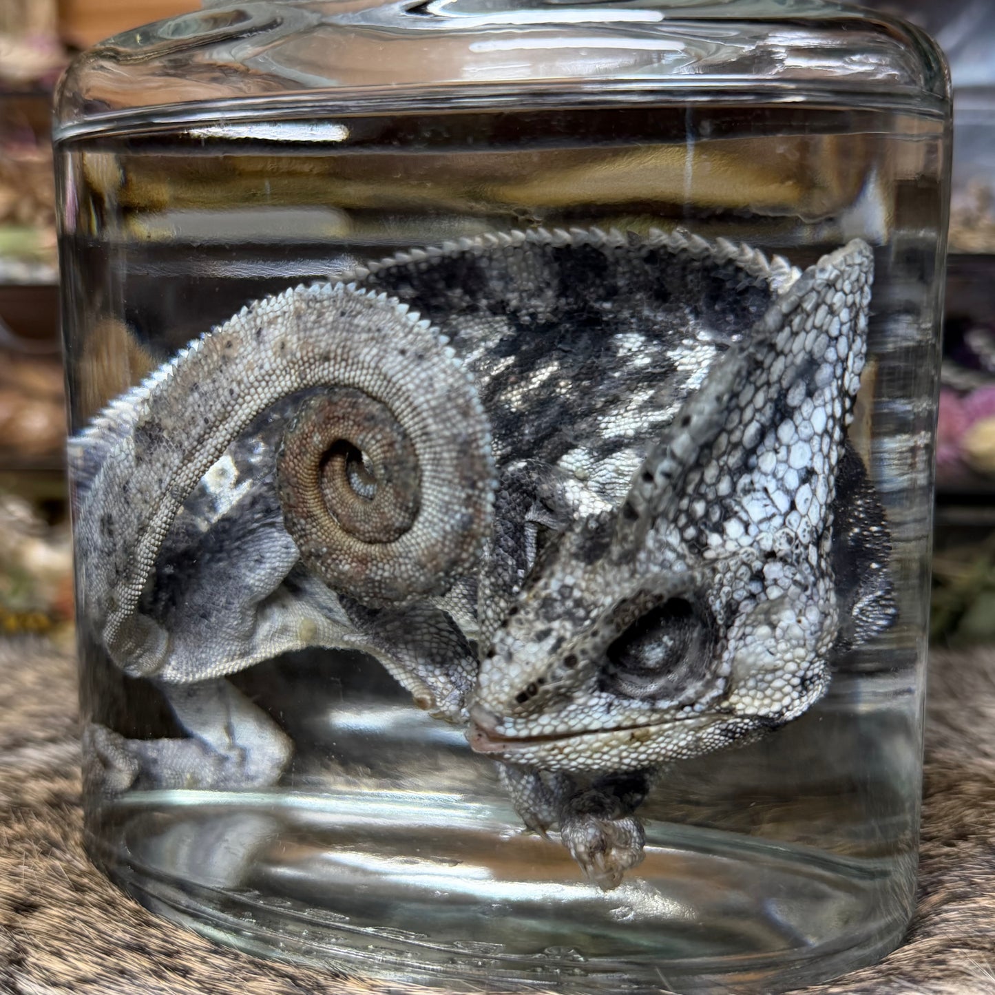 adult male veiled chameleon wet specimen