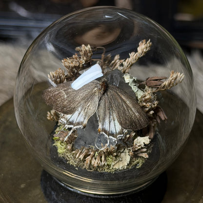 hairstreak butterfly globe cloche