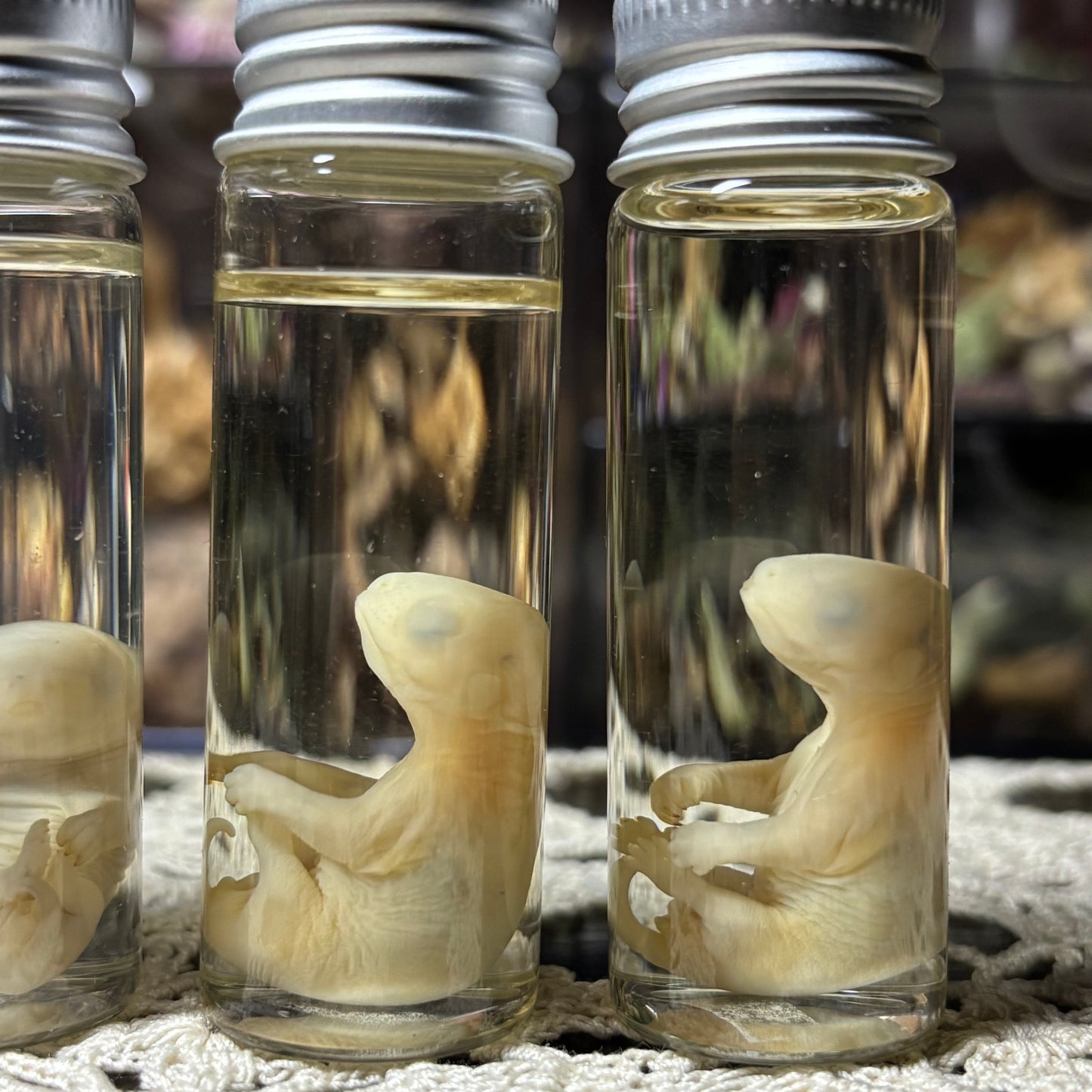 tiny opossum joey wet specimen