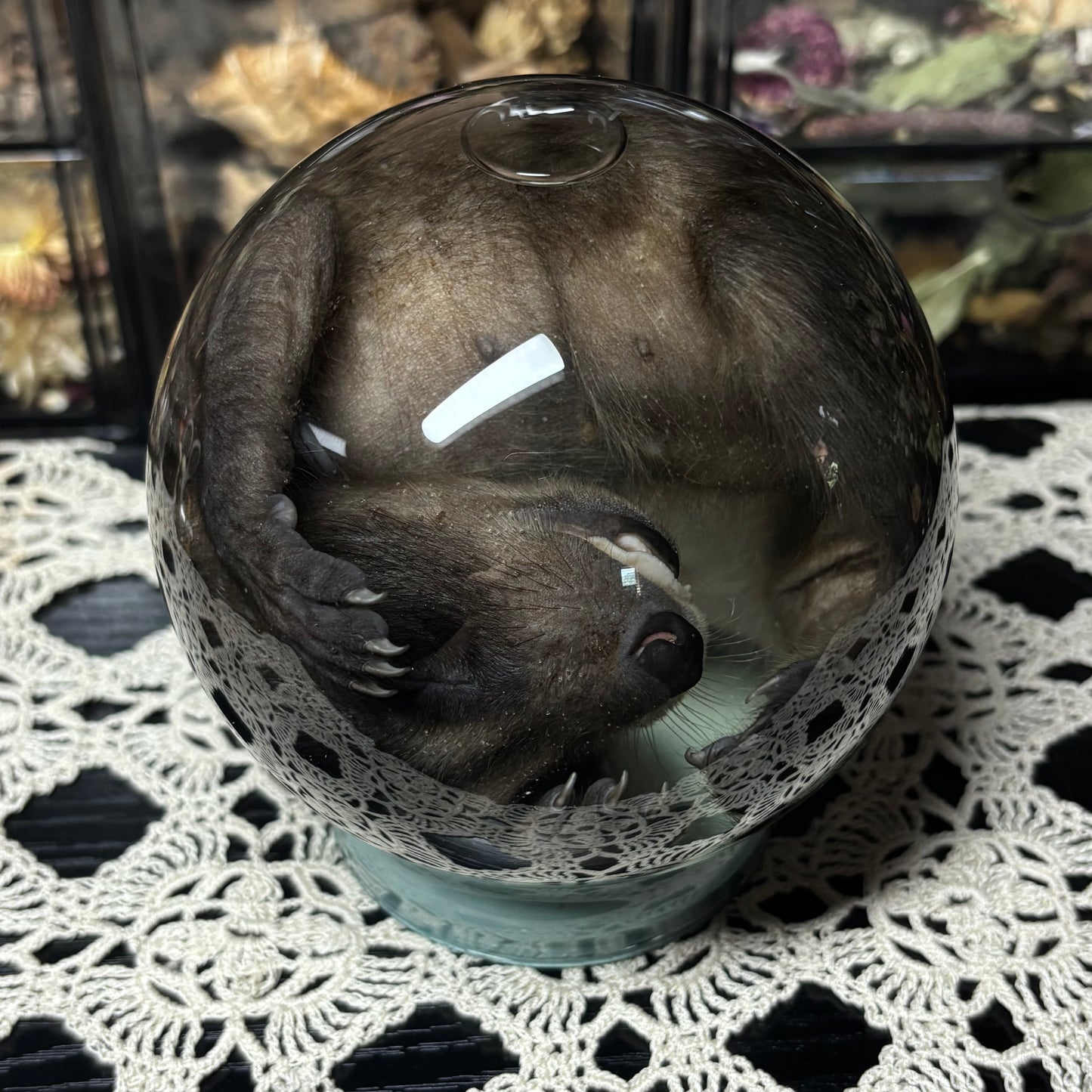 fuzzy baby raccoon globe wet specimen