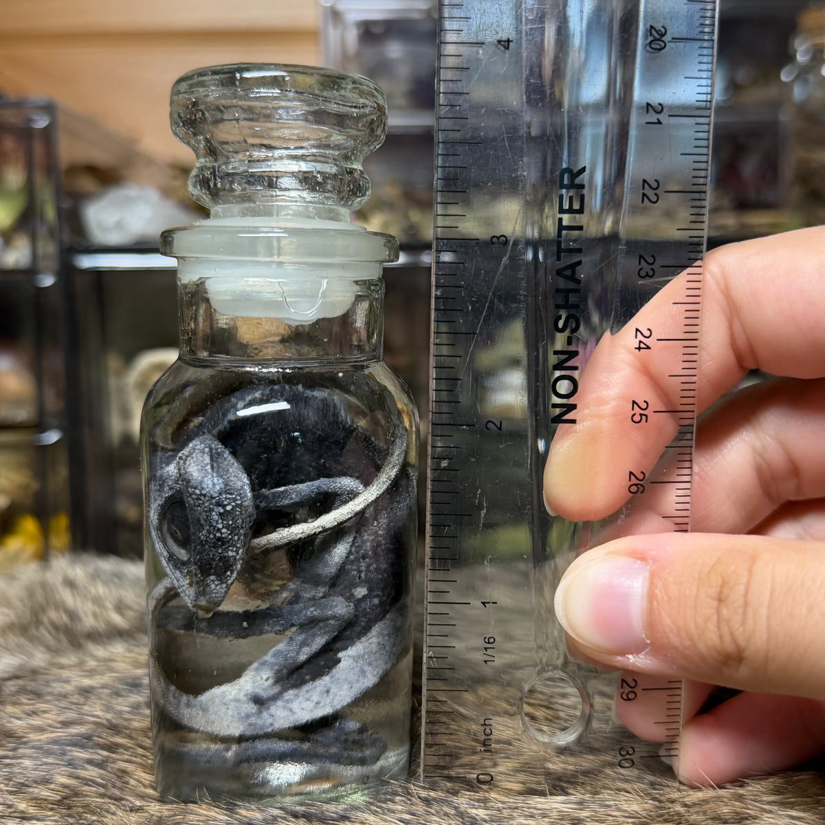 chameleon in vintage jar wet specimens
