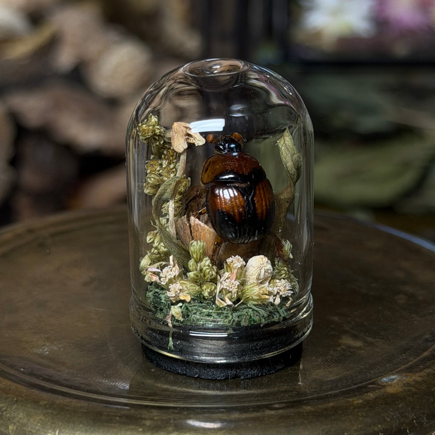 mini insect cloches