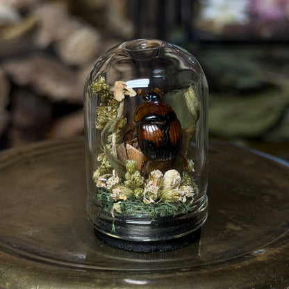 mini insect cloches