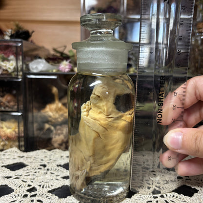 full term guinea pig wet specimen
