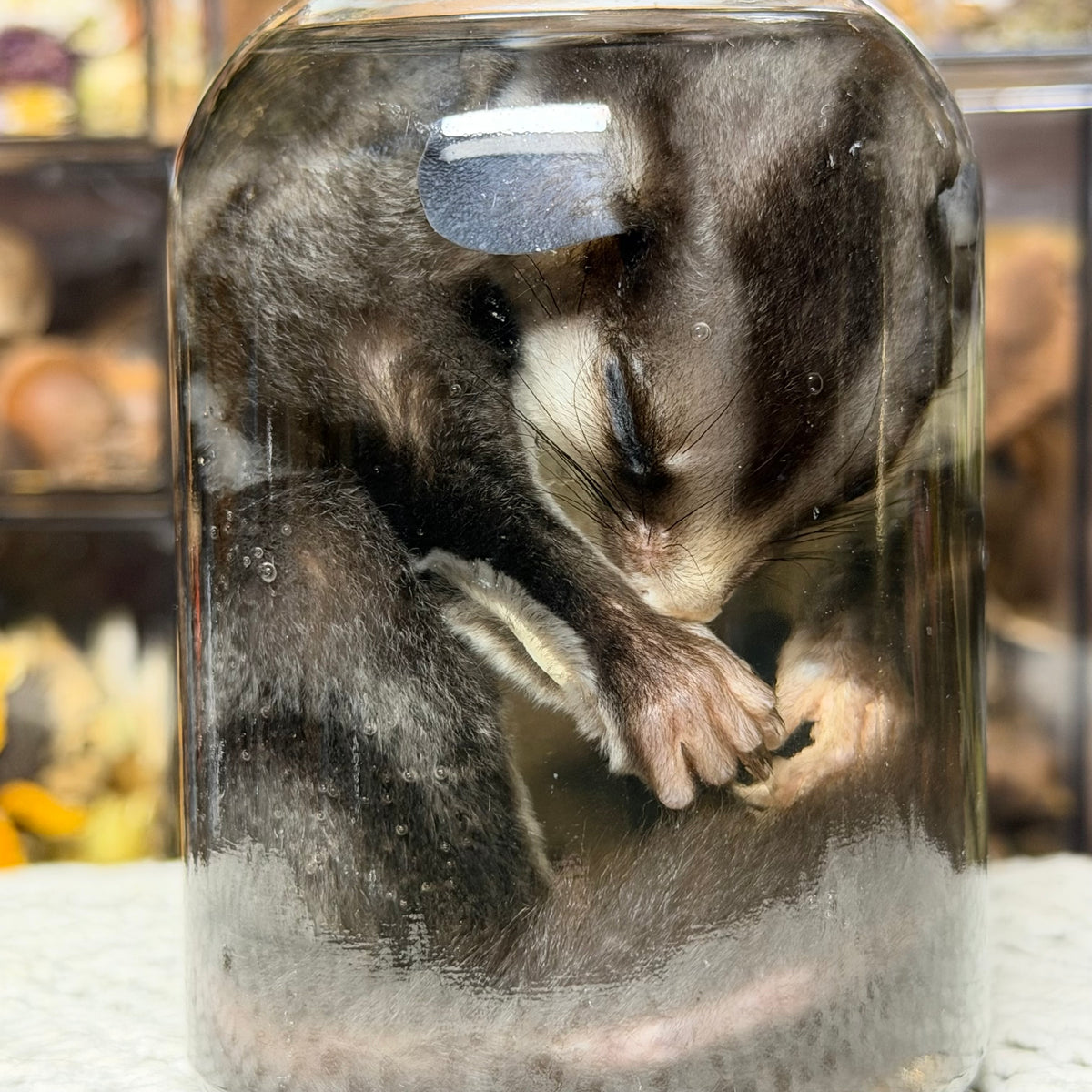sugar glider wet specimen