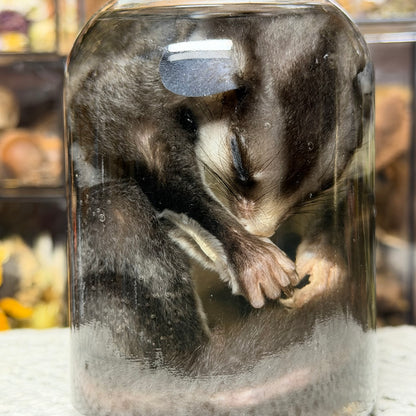 sugar glider wet specimen