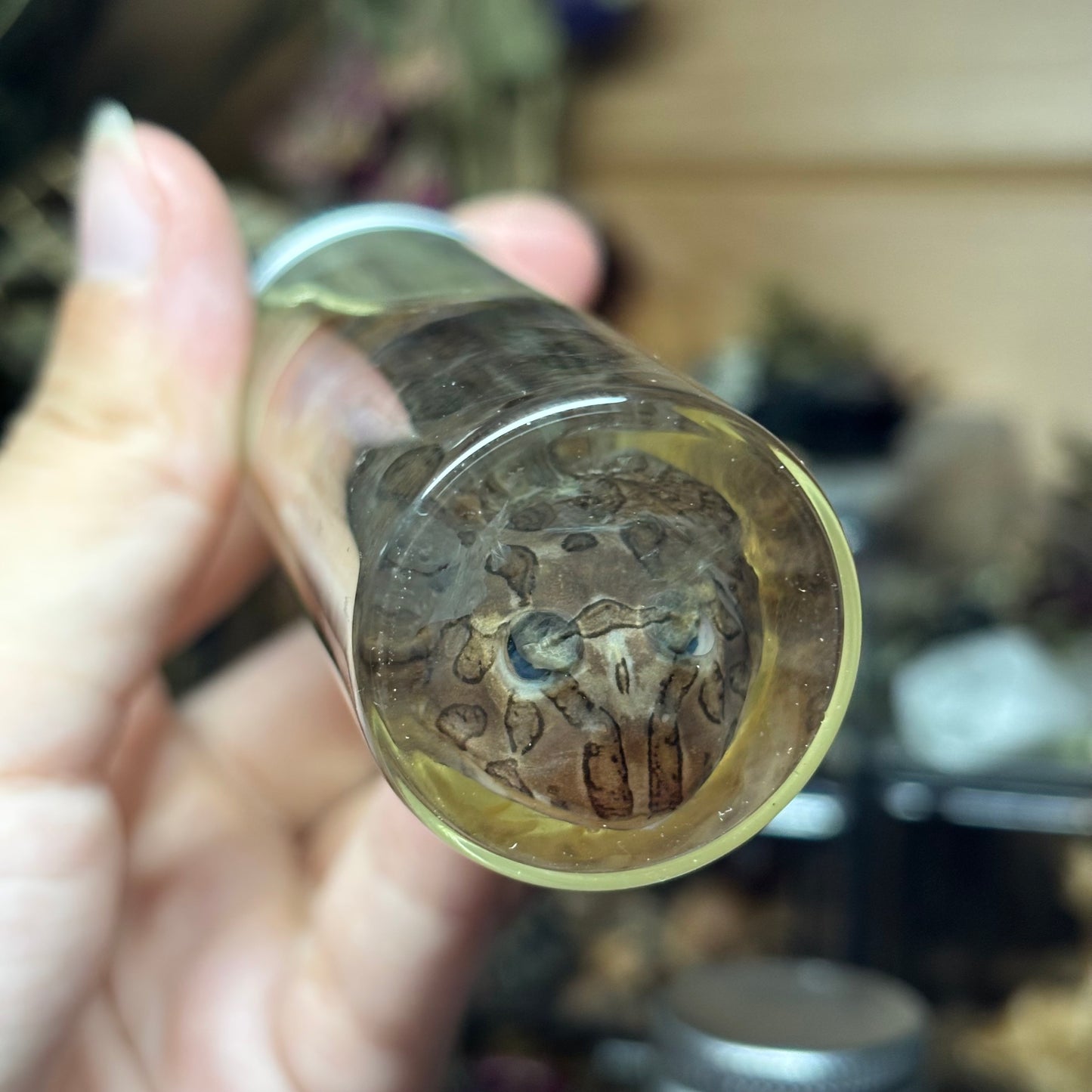 pacman frog wet specimen