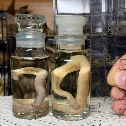 neonate albino sand boa wet specimen