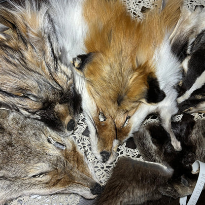 tanned face pelts & parts