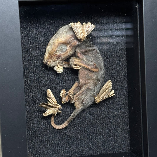 opossum joey & moths frame
