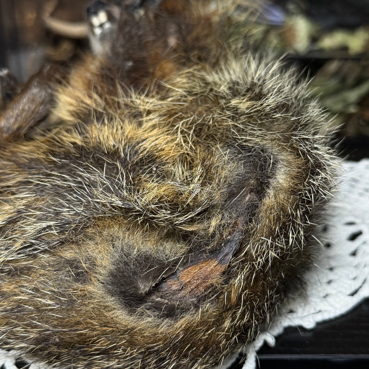 mummified baby groundhog (imperfect)
