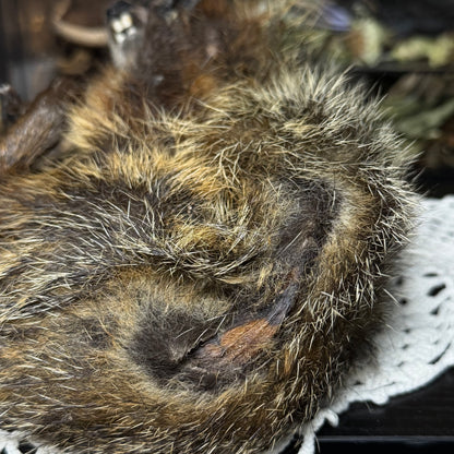 mummified baby groundhog (imperfect)