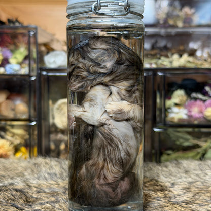 pathological kitten wet specimen