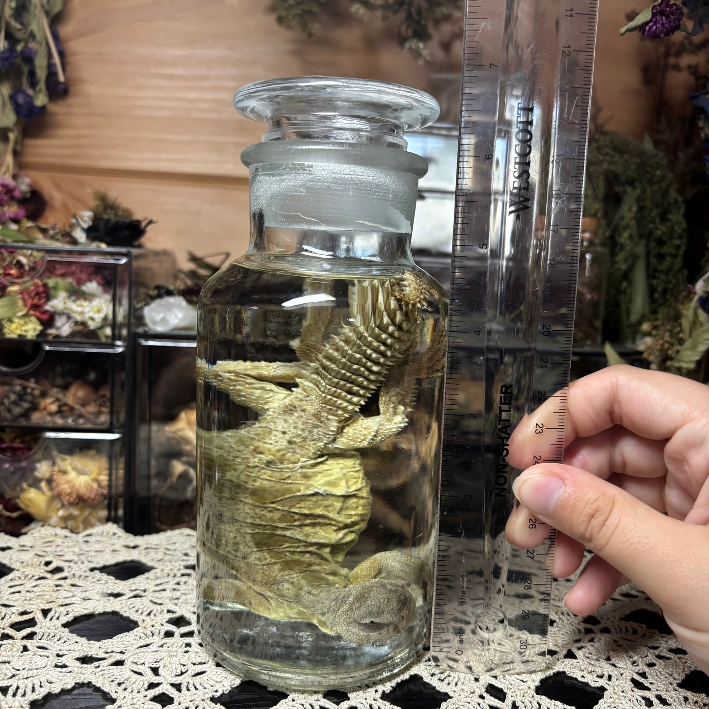 yellow uromastyx wet specimen