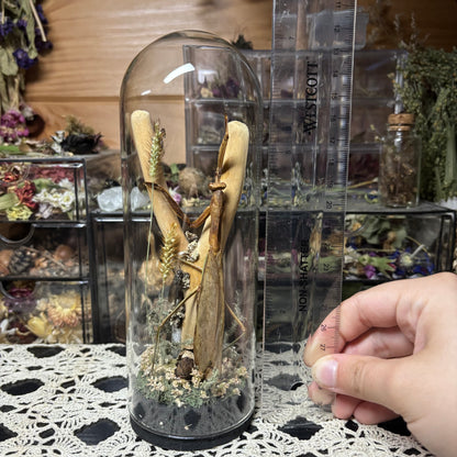 adult chinese praying mantis dome shrine