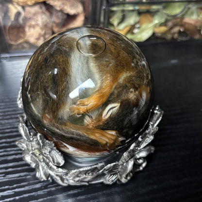 baby pine squirrel globe wet specimen