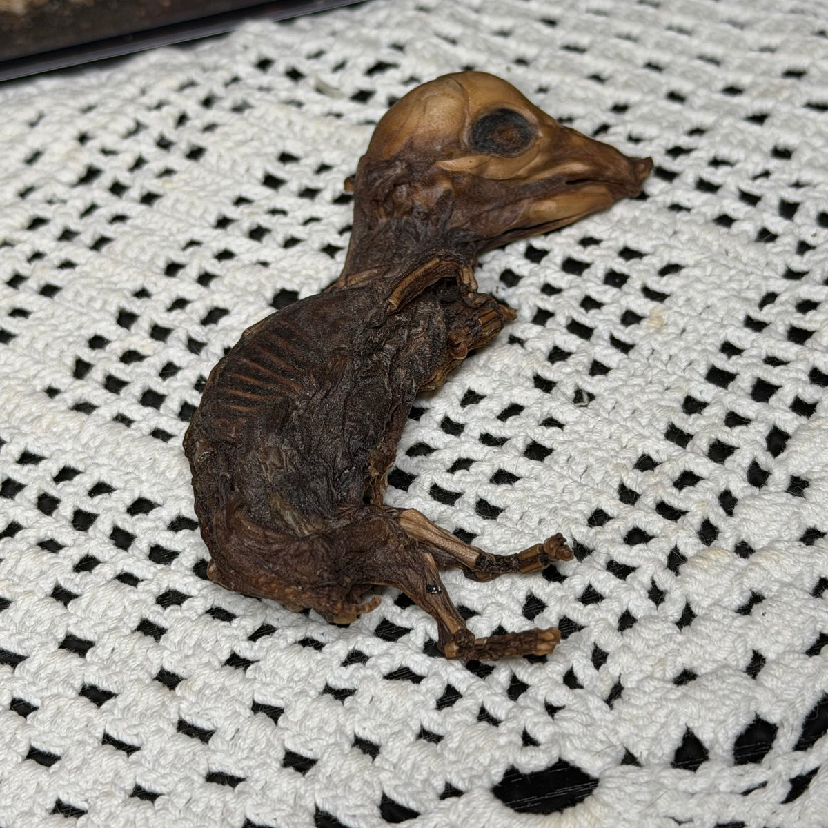 mummified fetal piglet