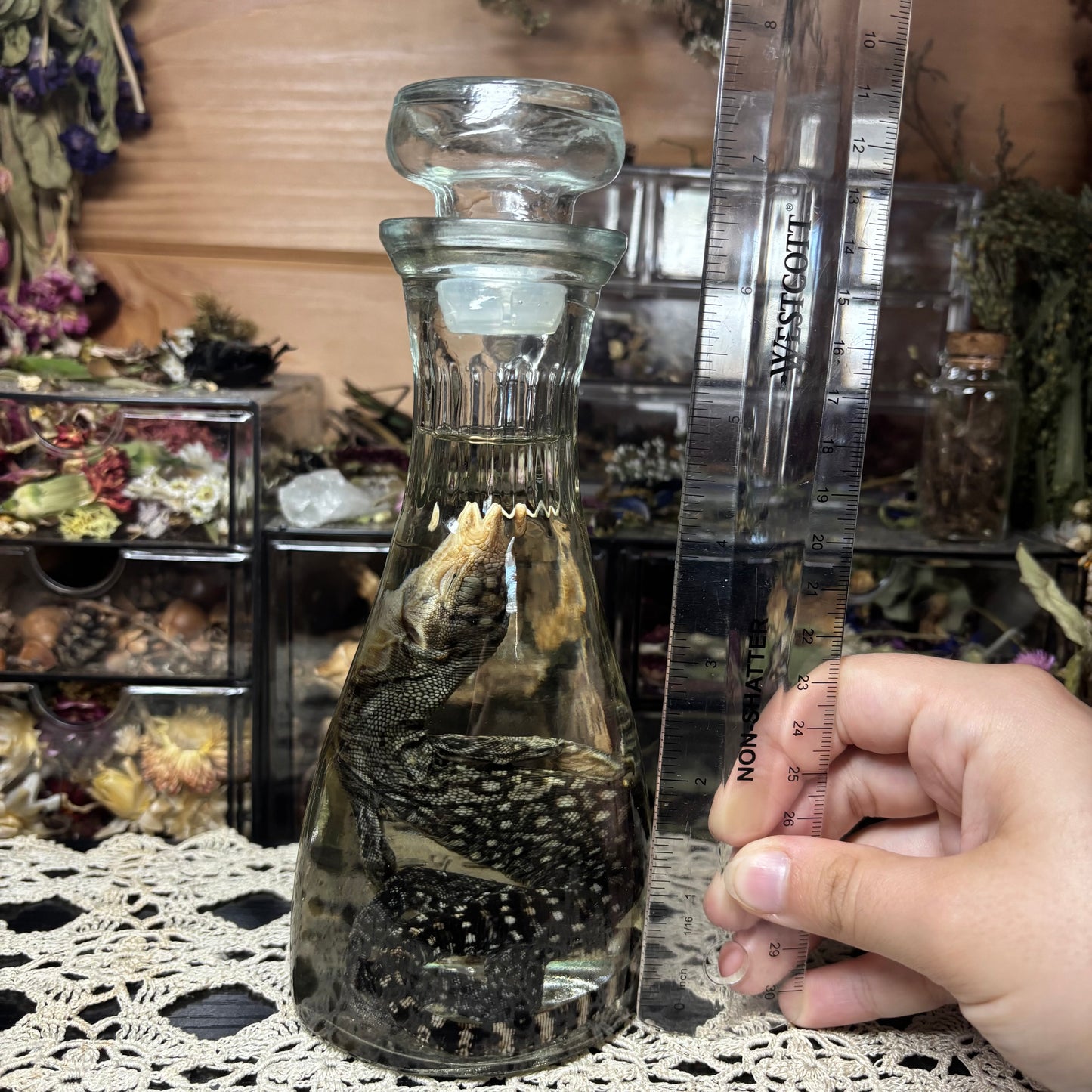 baby monitor lizard wet specimen