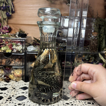 baby monitor lizard wet specimen