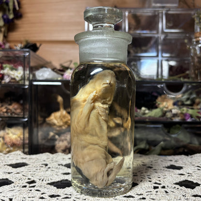 full term guinea pig wet specimen