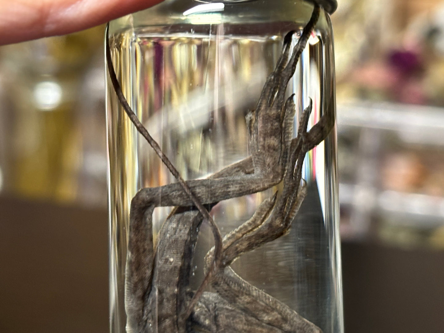baby brown basilisk wet specimen