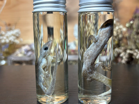 house gecko wet specimens