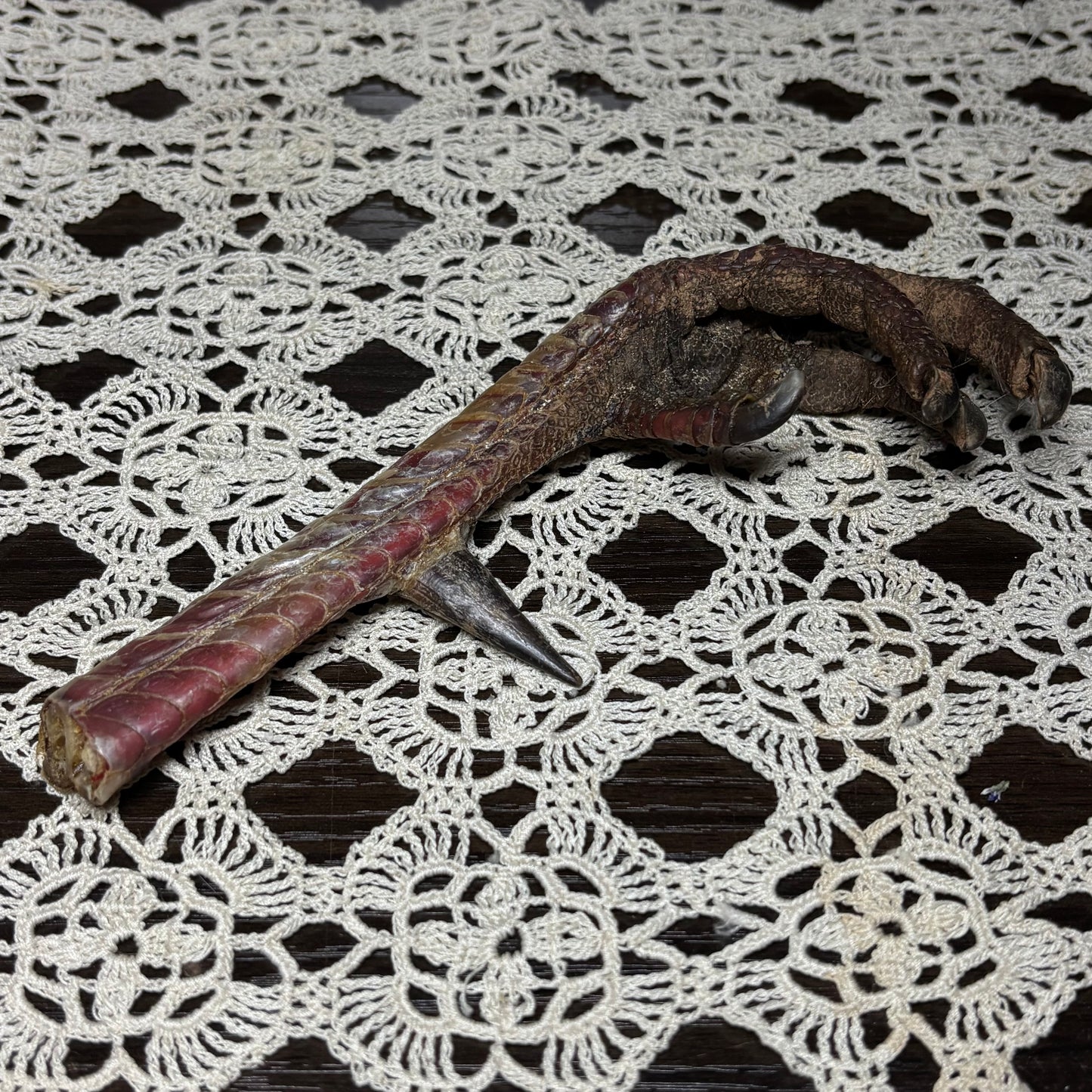dried turkey foot