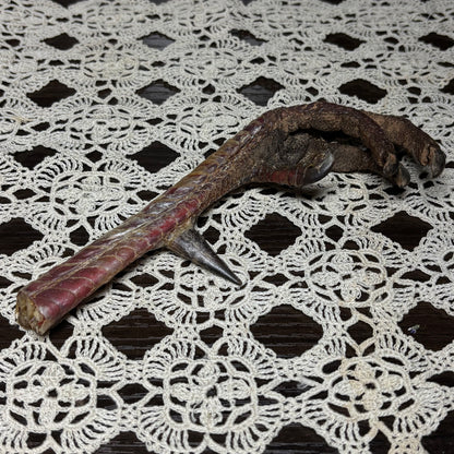 dried turkey foot