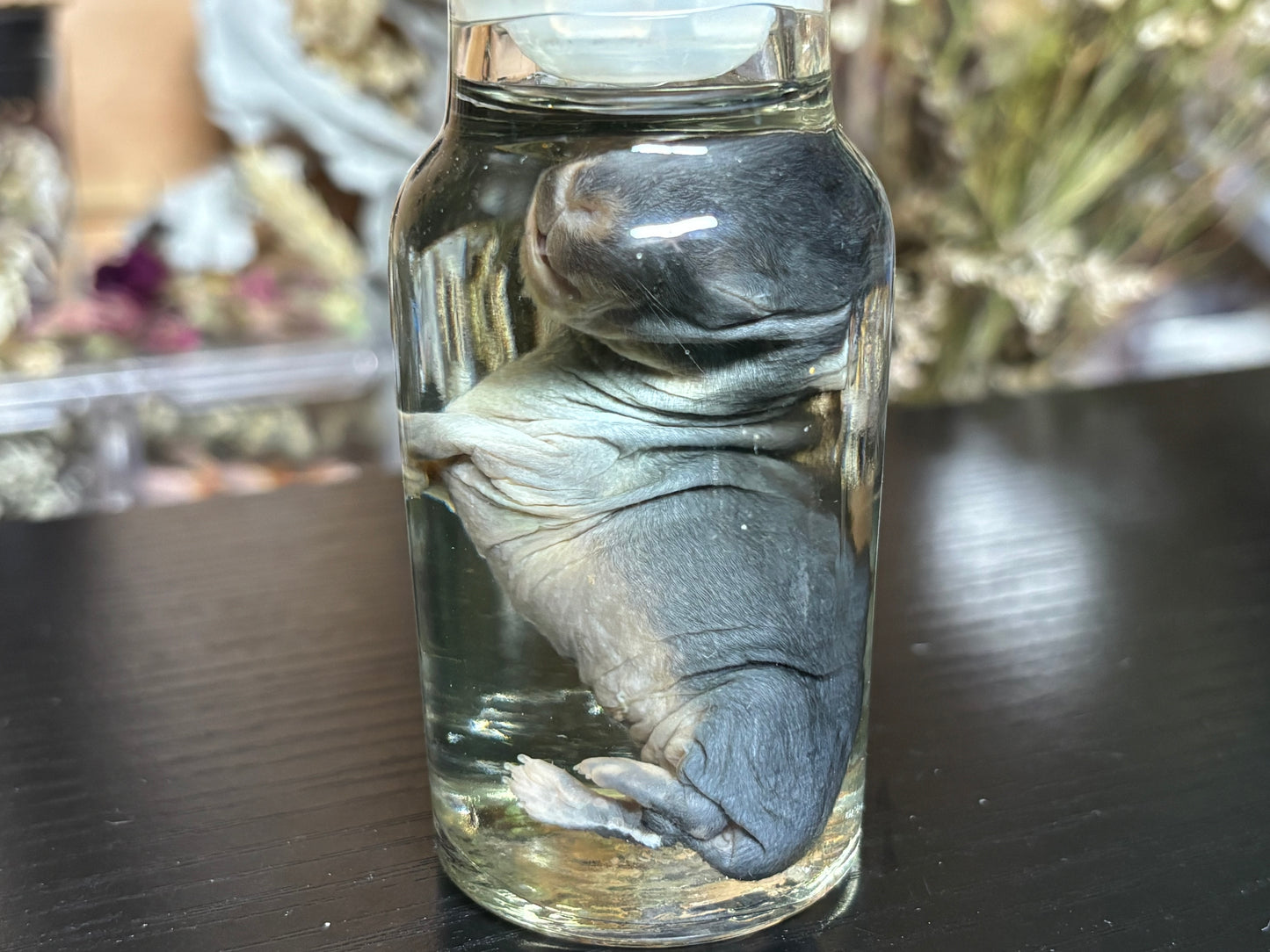 deformed newborn rabbit (spice jar) wet specimens