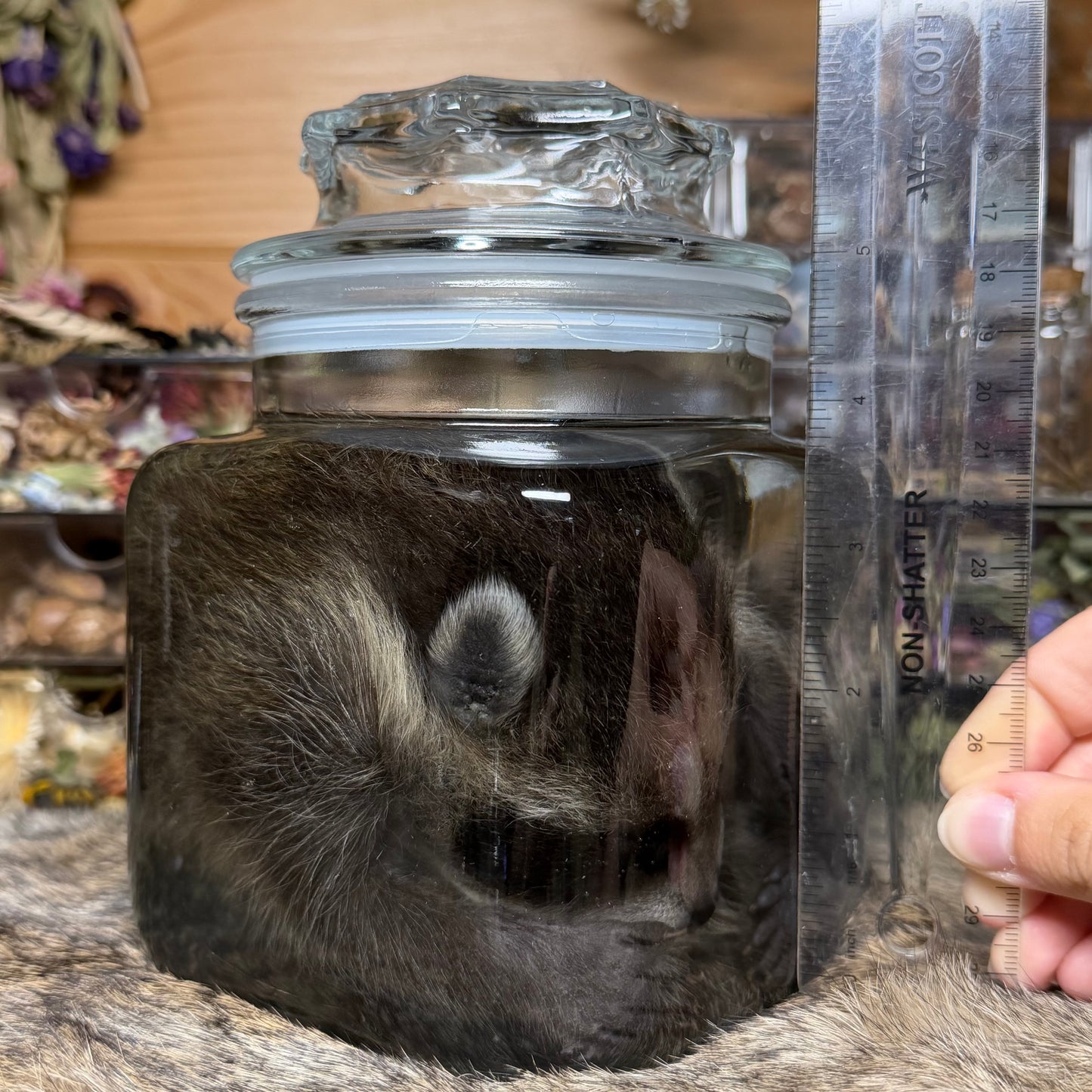 darling baby raccoon wet specimen