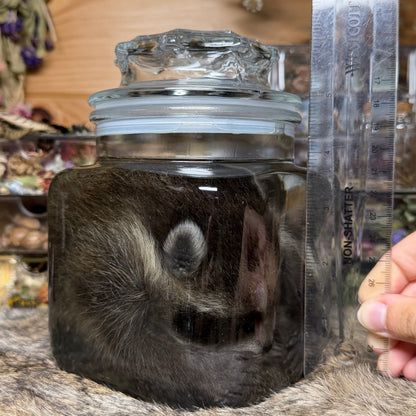 darling baby raccoon wet specimen