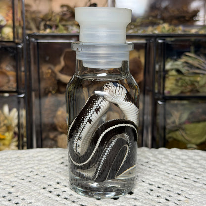 baby king snake wet specimen