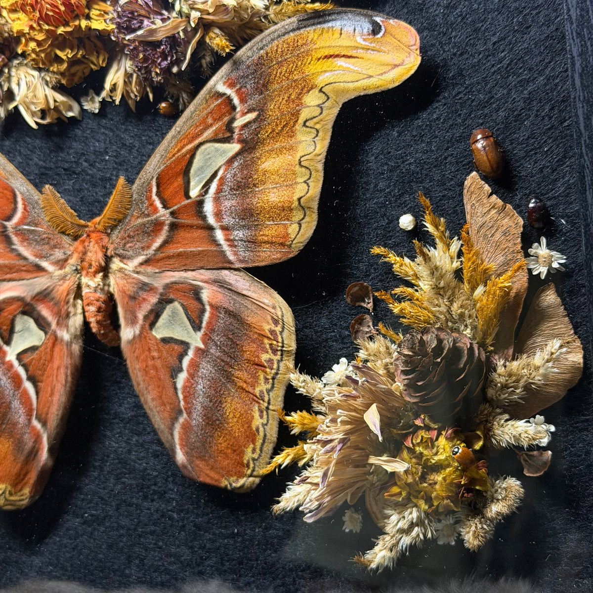 pair of atlas moths frame