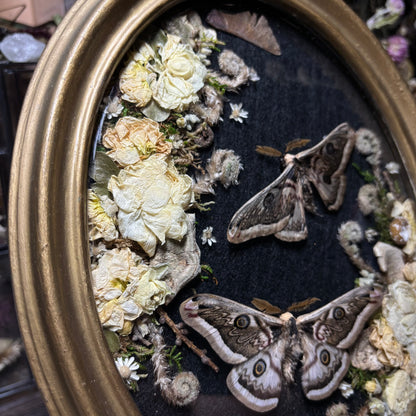 pair of b&w saturn moths vintage frame