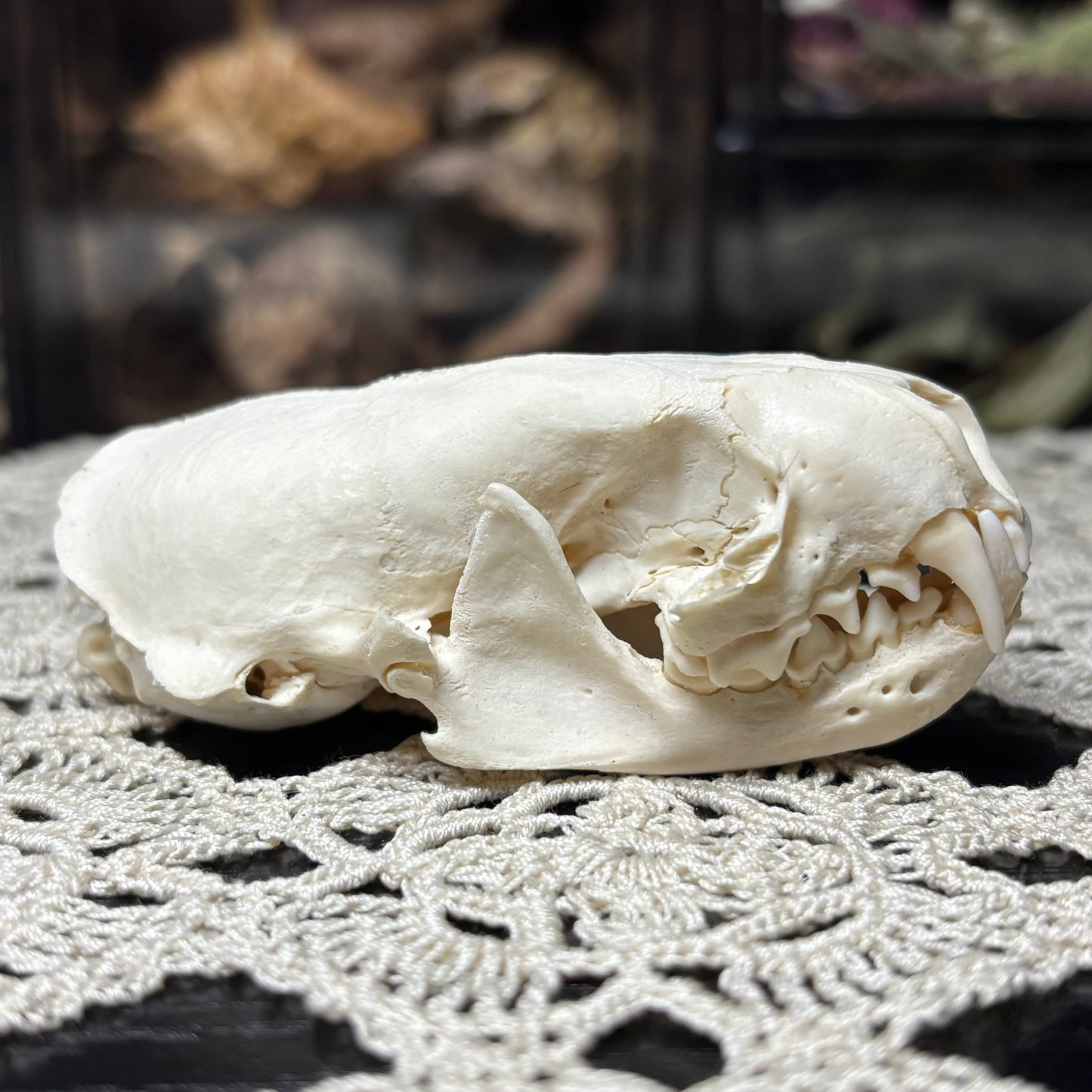 imperfect mink skull
