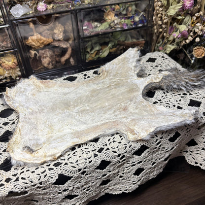 dry tanned gray squirrel pelt