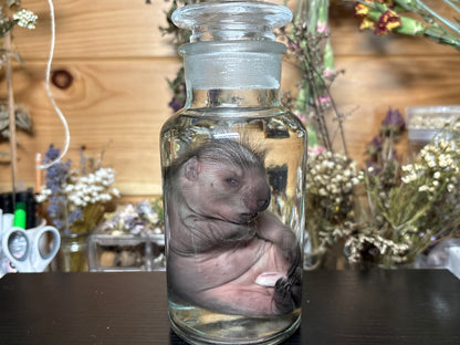 fetal porcupine wet specimen